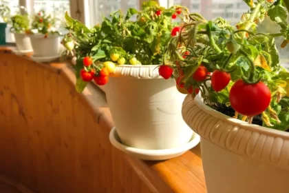 como fazer horta em apartamento