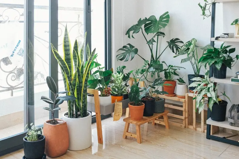jardim de inverno na sala