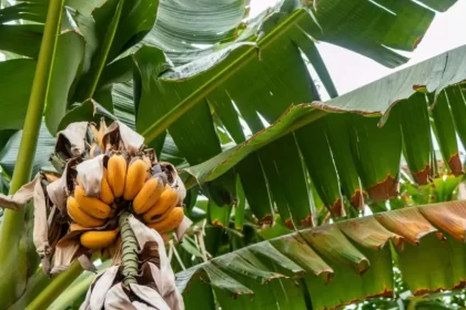 tipos de bananeira de jardim