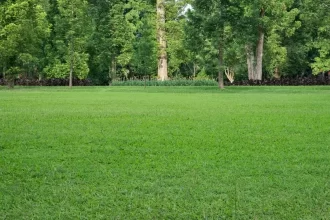 tipos de grama para jardim que não cresce