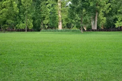 tipos de grama para jardim que não cresce