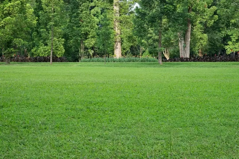 tipos de grama para jardim que não cresce