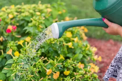 tipos de plantas para jardim